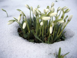 flores frío invierno plantas cuidado