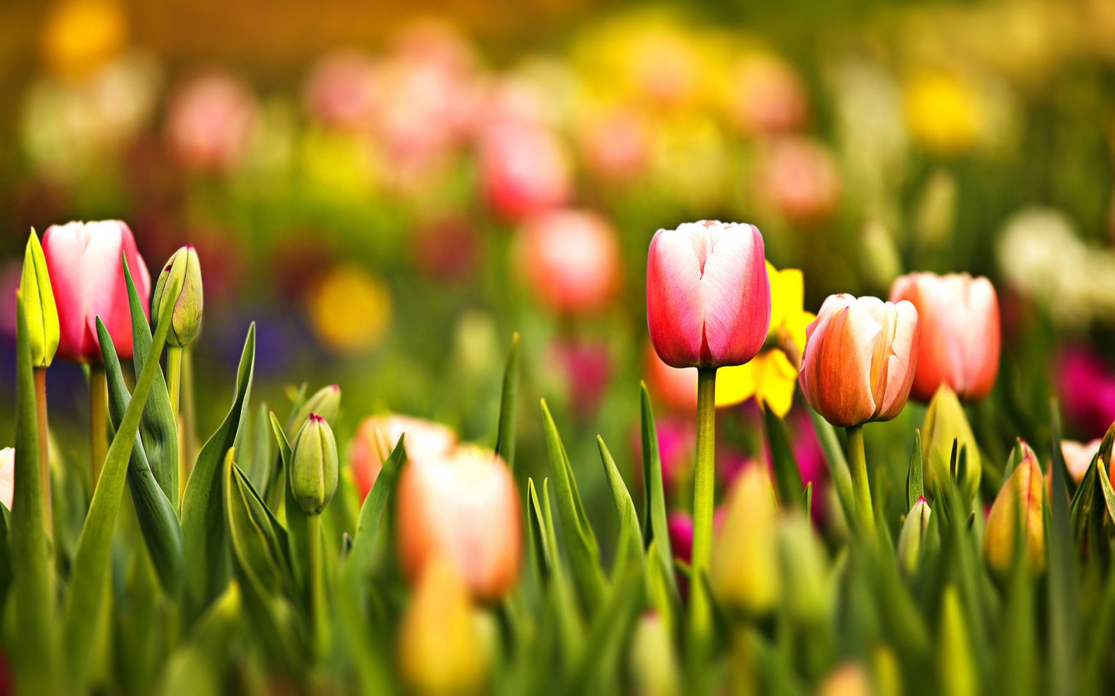 paisaje-tulipanes-flores-caras