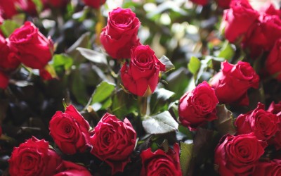 5 trucos que te ayudarán a conservar un ramo de rosas