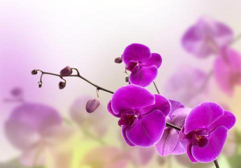 orquídeas-cuidados-florezcan