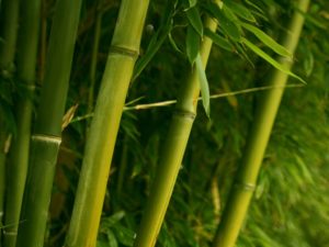 bambú-energías-positivas