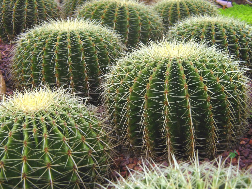 cactus-energías-positivas