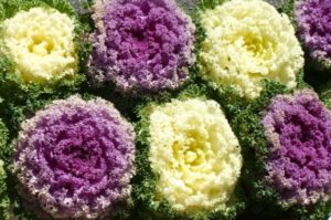 coles-ornamentales-flores-de-otoo-floryfauana-monforte