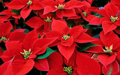 ¿Quieres conservar la Flor de Pascua pasadas las Navidades? ¡Te contamos cómo!