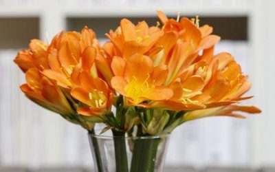 ¿Qué flores lucen preciosas en invierno?