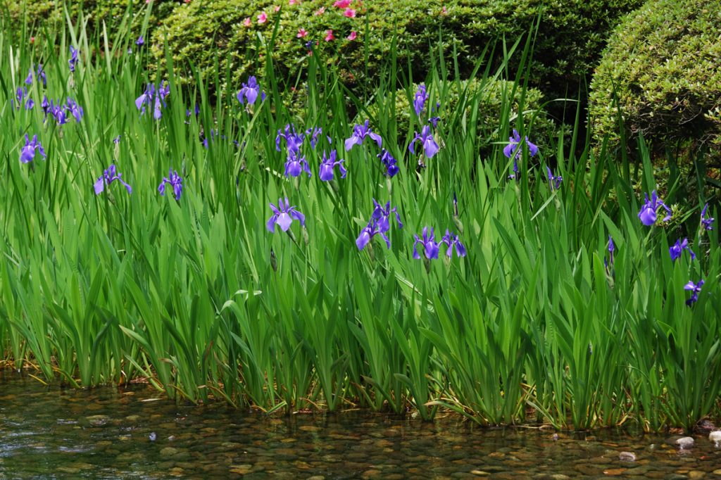 iris-japónica-estanque-floryfauna-monforte
