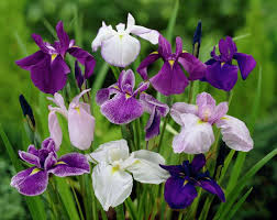 iris-japónica-estanque-floryfauna-monforte
