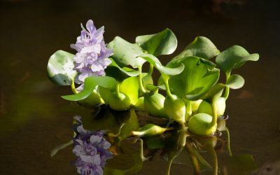 ¿Cuáles son las plantas que más se utilizan en un estanque?