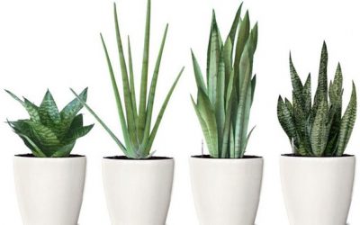 ¿Cuales son las plantas que nos ayudan a dormir mejor y podemos tener en nuestro dormitorio?