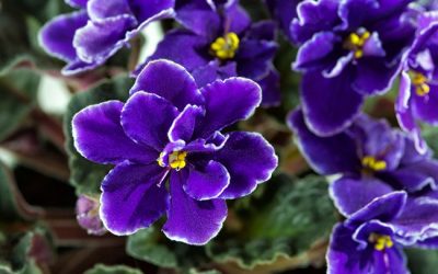 La violeta y sus curiosidades