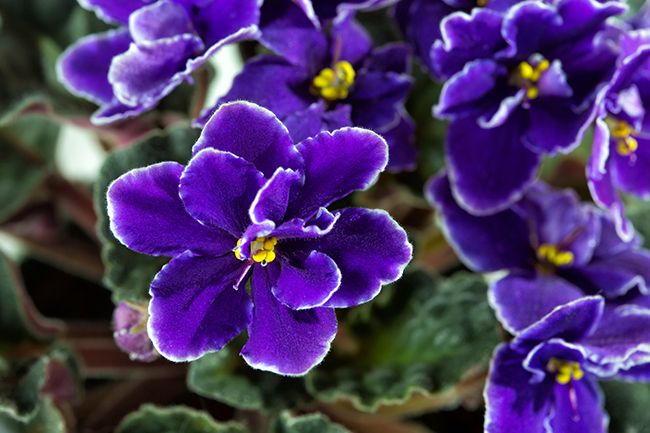 violeta-flor-curiosidades-beneficios-significado