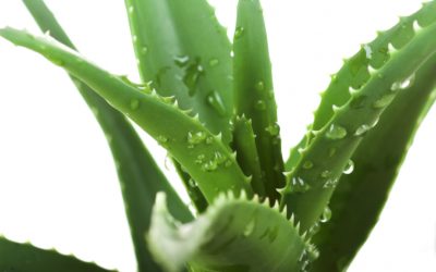 Áloe vera, cuidados y propiedades medicinales