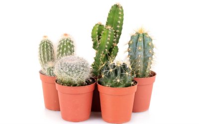 Plantas purificadoras, de fácil cuidado o comestibles por el Día del Padre