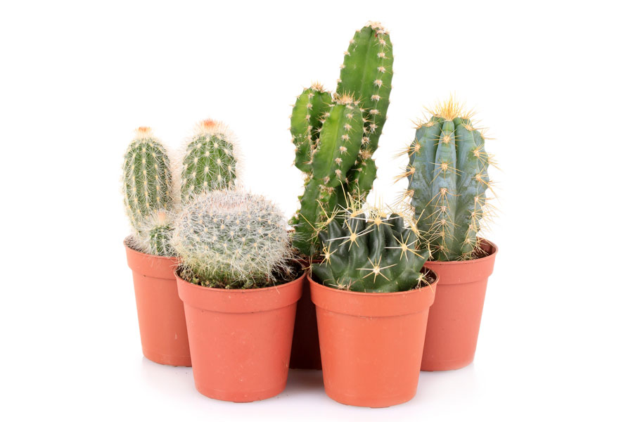 cactus.plantas-fácil-cuidado-día-del-padre