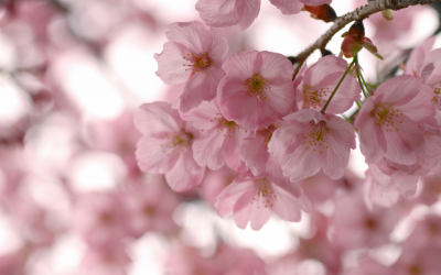 Cuidados de las flores en los meses de primavera