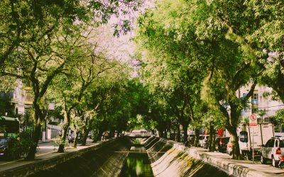 Gestión de los árboles en la ciudad como terapia para la alergia