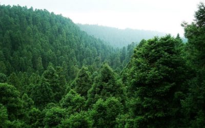¿Sabías que cada año el promedio de desaparición bosques es de 5,2 millones de hectáreas?