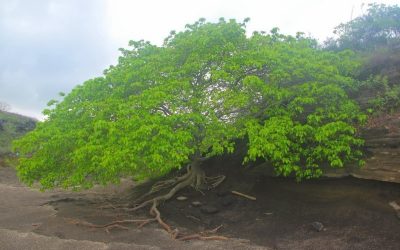 El árbol de la muerte puede llegar a 20 personas con uno de sus frutos