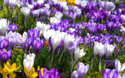 Una lista con las 10 flores más exóticas y caras del mundo