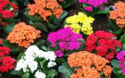 Tu kalanchoe florecerá cada año