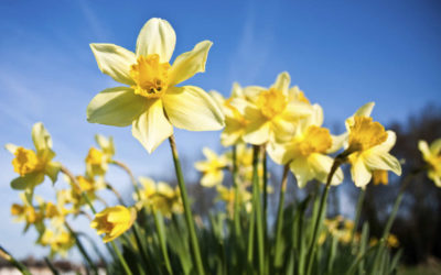 El narciso, una preciosa flor con mucha historia