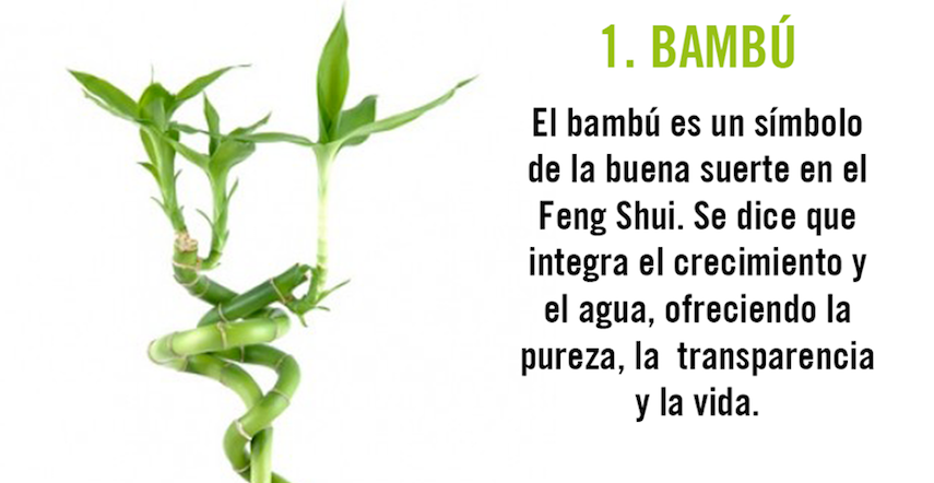 bambú-energía-positiva