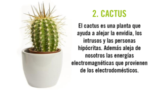 cactus-energía-positiva