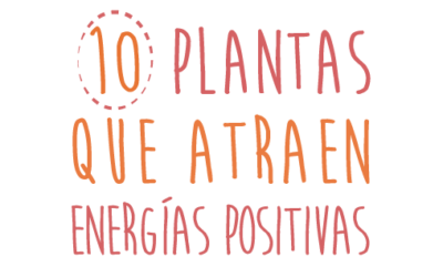 ¿Qué plantas atraen energía positiva a tu hogar? Parte II