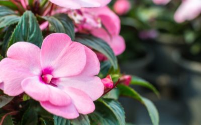 ¿Qué plantas lucen más bonitas en los meses de verano?