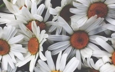 ¿Qué plantas lucen más bonitas en los meses de verano? | Segunda parte