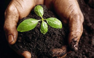 Di sí a los abonos orgánicos para cultivar y fortalecer nuestros jardines y/o huertos