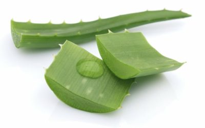 El aloe vera se convierte en nuestro gran aliado durante los meses de verano