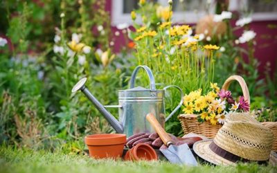 5 consejos para cuidar las plantas en los meses de verano
