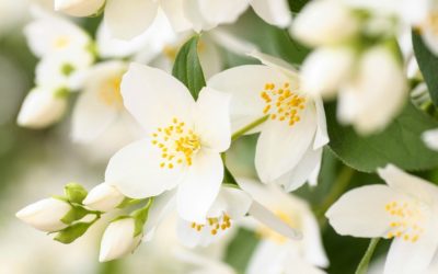 ¿Qué nos aportan las plantas según el Feng Shui?
