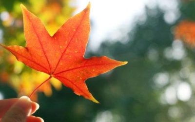 ¿Sabías estas cosas sobre el equinoccio de Otoño?