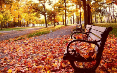 ¿Por qué se caen las hojas en otoño?