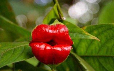 Psychotria Elata, la flor que inspiró los morritos de los selfies