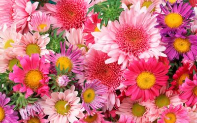 ¿Qué flor se relaciona con tu mes de nacimiento?
