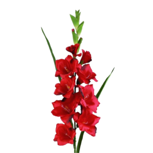 flor mes de nacimiento gladiolo