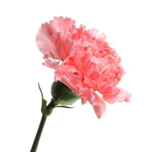 flor mes de nacimiento clavel