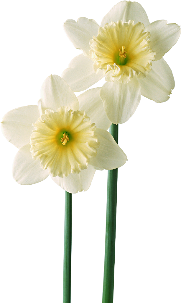 flor mes de nacimiento narcisos