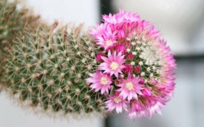 ¿Los cactus dan flores?