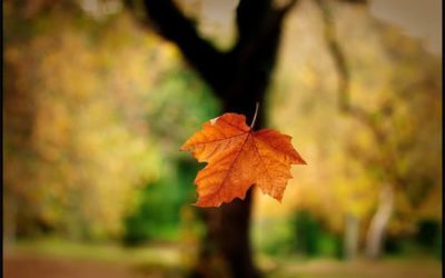 La belleza de estas 5 flores forman parte de los meses de otoño