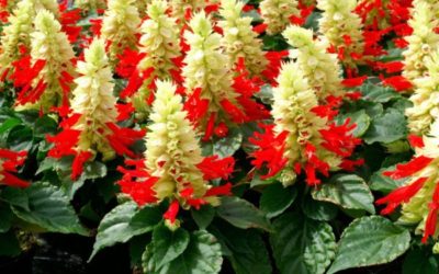 Recomendaciones y cuidados de las flores en otoño