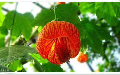 La linterna china ¿Conocías esta flor exótica?