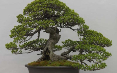 Origen y cuidados del Bonsái, un árbol de miniatura