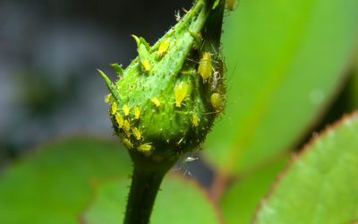 ¿Has oído hablar de estos 5 tipos de plagas que pueden afectar a tus flores?