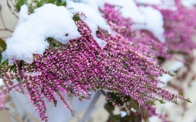 El invierno, una de las estaciones más frías del año