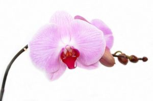 orquídeas san valentín