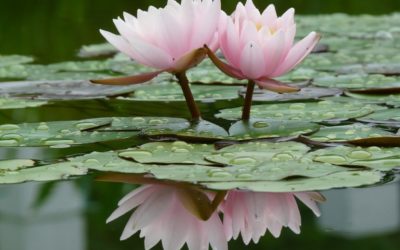 El maravilloso mundo de las plantas acuáticas